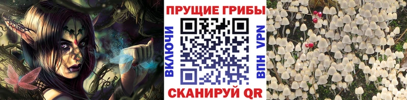 где купить   Щёлково  Псилоцибиновые грибы ЛСД 